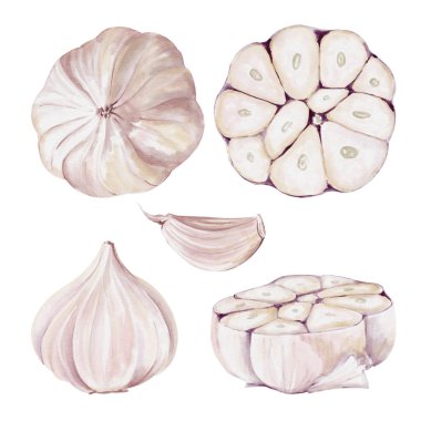 Sarımsak takımı. İkiye böl karanfil. Farklı türde sarımsak. Beyaz sebze. Suluboya çizimi arkaplandan izole edildi. Menü ve yemek tarifleri için. Yemek pişirmek için ilave malzeme. El çizimi. 