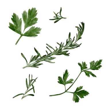Bitki seti. Maydanoz ve biberiye. Yemek pişirmek için baharatlar. Aromatik bitkiler. Arkaplandan izole edilmiş suluboya çizimler. İşe yarar bitkiler Yapraklı dallar ve saplar. Bir demet bitki.. 