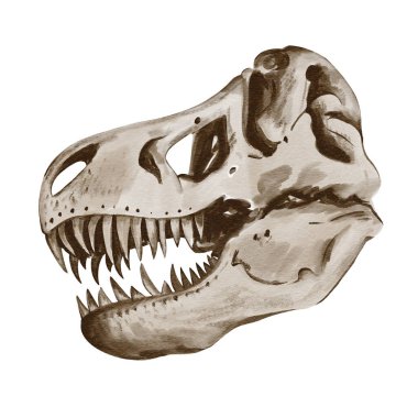  Theranosaurus kafası. Dinozor iskeleti. Dişleri olan bir kafatası. Tarih öncesi fosil. Geçmişi olmayan suluboya resimler. Tek renkli illüstrasyon. Jurasik çağ. Yüksek kaliteli illüstrasyon