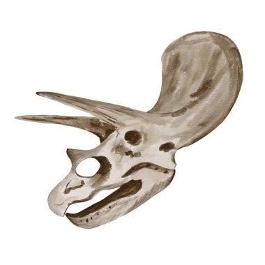 Dinozor kafası. Dinozor iskeletinin izini sürüyorum. Tarih öncesi hayvan kafatası. Fosil ve obje. Suluboya çizimi arkaplandan izole edildi. Yüksek kaliteli illüstrasyon