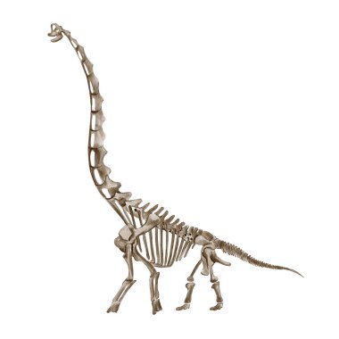 Apatosaurus dinozor iskeleti. Dinozor iskeleti. Tek renkli olsun. Suluboya çizimi arkaplandan izole edildi. Tarih öncesi fosil. El çizimi. Yüksek kaliteli illüstrasyon