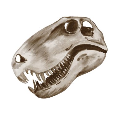  Theranosaurus kafası. Dinozor iskeleti. Dişleri olan bir kafatası. Tarih öncesi fosil. Geçmişi olmayan suluboya resimler. Tek renkli illüstrasyon. Jurasik çağ. Yüksek kaliteli illüstrasyon