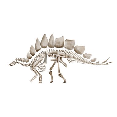 Stegosaurus dinozor iskeleti. Antik fosil. Müze sergisi. Kazı objesi. Jurasik çağ. Suluboya çizimi arkaplandan izole edilmiş, elle çizilmiş. Monokrom, eski tarz. 