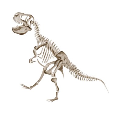 Dinozor Rex. Theranosaurus iskeleti. Antik fosil. Müze sergisi. Jurasik zaman. Suluboya çizimi arkaplandan izole edildi. El çizimi. Avcı kafatası. Eski model. Yüksek kaliteli illüstrasyon