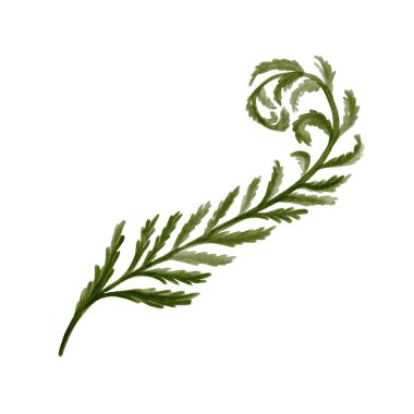 Eğrelti otu. Karmaşık yeşil bitki yaprağı. Tarih öncesi eğreltiotu eğridir. Kök ve bir sürü yaprak. Suluboya çizimi arkaplandan izole edildi. El çizimi. Yüksek kaliteli illüstrasyon