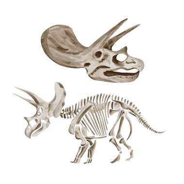 Treceratops dinozor iskeleti. Bej fosili. Tek renkli kemikler var. Müze sergisi. Tarih öncesi buluş. Suluboya çizimi arkaplandan izole edildi. El çizimi. Yüksek kaliteli illüstrasyon