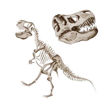 Dinozor Rex. Theranosaurus iskeleti. Antik fosil. Müze sergisi. Jurasik zaman. Suluboya çizimi arkaplandan izole edildi. El çizimi. Avcı kafatası. Eski model. Yüksek kaliteli illüstrasyon