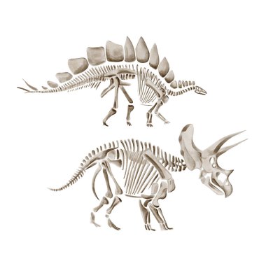 Stegosaurus ve Triceratops dinozor iskeleti. Antik fosil. Müze sergisi. Kazı objesi. Suluboya çizimi arkaplandan izole edilmiş, elle çizilmiş. Monokrom, eski tarz. 