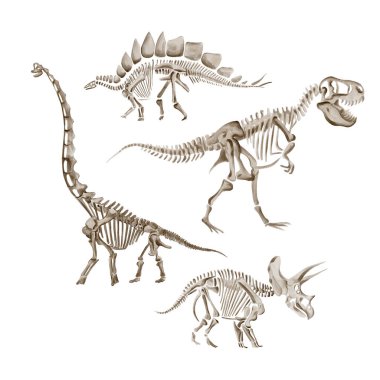 Dinozor seti, theranosaurus ve triceratops. Apatosaurus dinozor iskeleti. Dinozor iskeleti. Tek renkli olsun. Suluboya çizimi arkaplandan izole edildi. Tarih öncesi fosil. El çizimi. 