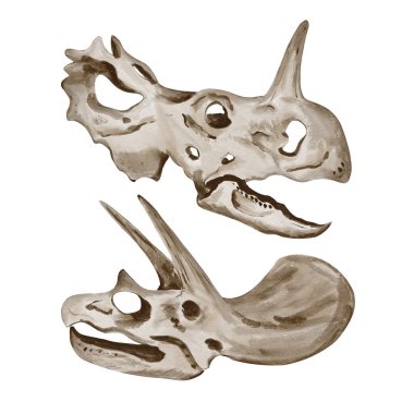 Dinozor kafası. Dinozor iskeletinin izini sürüyorum. Tarih öncesi hayvan kafatası. Fosil ve obje. Suluboya çizimi arkaplandan izole edildi. Yüksek kaliteli illüstrasyon