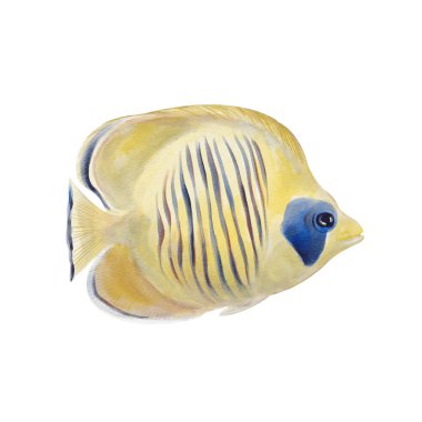 Maskeli kelebek balığı. Sarı, çizgili, uzun burunlu egzotik deniz balığı. Mavi ve açık mavi çizgiler. Gözü mavi. Mercan resiflerinin sakini. Geçmişi olmayan suluboya resimler. El çizimi.