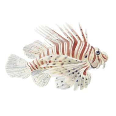 Aslan balığı-zebra balığı. Işın yüzgeçli balık, akrep balığı. Yüzgeci uzun ve çizgili. Egzotik zehirli balıklar. Yırtıcı hayvan. Denizde ve okyanusta resiflerin yakınında yaşıyor. Suluboya çizimi El çizimi. 