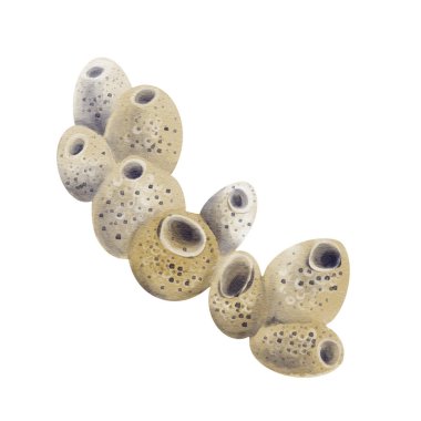 Deniz süngeri. Suyun altında çok hücreli bir hayvan. Resif ve mercanın bir parçası. Güzel deniz mercanı. Geçmişi olmayan suluboya resimler. El çizimi. Yüksek kaliteli illüstrasyon