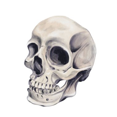 Dişleri olan insan kafatası. İskeletin bir parçası, yüz. Cadılar Bayramı maskesi Korkunç kafa. Çıplak kemikler, eski iskelet kafatası. Geçmişi olmayan suluboya resimler. El çizimi. Yüksek kaliteli illüstrasyon