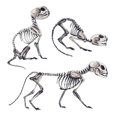 Bir grup küçük hayvan iskeleti. Farklı pozlarda üç kedi. Eski tarz. Cadılar Bayramı dekoru. Geçmişi olmayan suluboya resimler. El çizimi. Yüksek kaliteli illüstrasyon