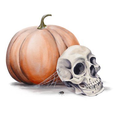 Balkabağının yanında eski bir kafatası var. Kemiklerin etrafına bir ağ örülmüş. Bir örümcek ya da böcek geçiyor. Cadılar Bayramı dekoru. Gotik tema. Arkaplandan izole edilmiş suluboya çizimi. El çizimi. 