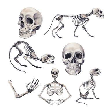 Bir dizi iskelet. Farklı kemikler. İnsan ve hayvan iskeletleri. Kediler ve diğer hayvanlar, vücut parçaları. Cadılar Bayramı dekoru. Tek renkli gotik stil. Suluboya çizimi arkaplandan izole edildi. El çizimi
