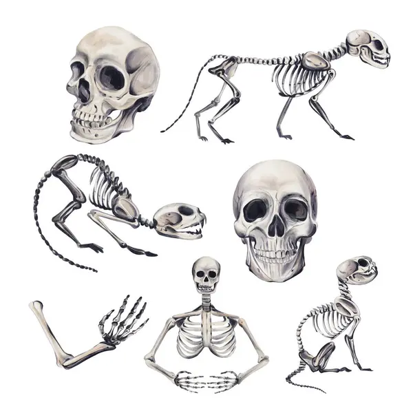 Bir dizi iskelet. Farklı kemikler. İnsan ve hayvan iskeletleri. Kediler ve diğer hayvanlar, vücut parçaları. Cadılar Bayramı dekoru. Tek renkli gotik stil. Suluboya çizimi arkaplandan izole edildi. El çizimi