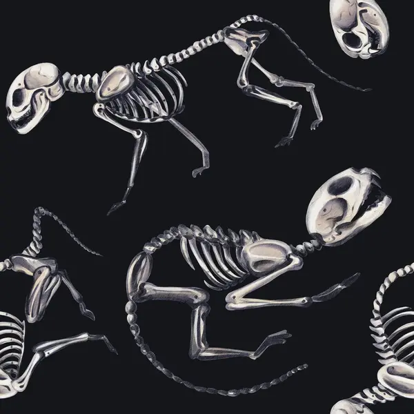Hayvan iskeletleriyle kusursuz desen. Evcil hayvanlar ve kediler. Anatomik iskeletler. Veteriner ve Cadılar Bayramı. Siyah arkaplanda suluboya çizimi. El çizimi. Yüksek kaliteli illüstrasyon