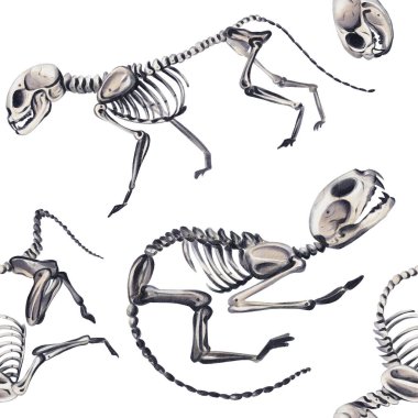 Hayvan iskeletleriyle kusursuz desen. Evcil hayvanlar ve kediler. Anatomik iskeletler. Veteriner ve Cadılar Bayramı. Geçmişi olmayan suluboya resimler. El çizimi. Yüksek kaliteli illüstrasyon