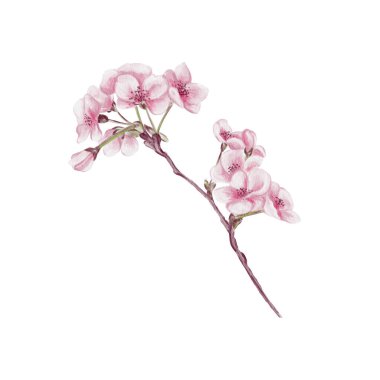 Kiraz çiçekli bir dal. Küçük pembe çiçekler. Bahar çiçeği. Sakura çiçekleri. Geçmişi olmayan suluboya resimler. El çizimi. Kiraz çiçeği festivali. Yüksek kaliteli illüstrasyon