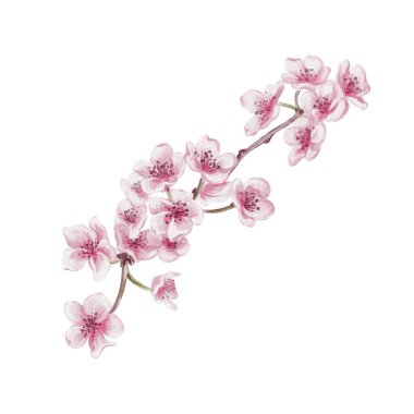 Kiraz çiçekli bir dal. Küçük pembe çiçekler. Bahar çiçeği. Sakura çiçekleri. Geçmişi olmayan suluboya resimler. El çizimi. Kiraz çiçeği festivali. Yüksek kaliteli illüstrasyon