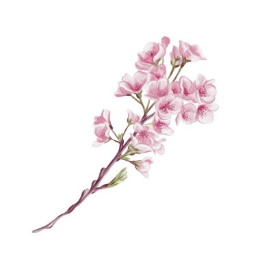 Kiraz çiçekli bir dal. Küçük pembe çiçekler. Bahar çiçeği. Sakura çiçekleri. Geçmişi olmayan suluboya resimler. El çizimi. Kiraz çiçeği festivali. Yüksek kaliteli illüstrasyon