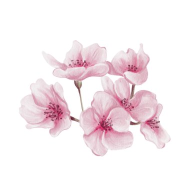 Pembe sakura çiçekleri. Küçük bahar buketi. Kiraz çiçeği festivali. Yapraklar ve tomurcuklar. Bahar çiçekleri. Geçmişi olmayan suluboya resimler. El çizimi. Yüksek kaliteli illüstrasyon