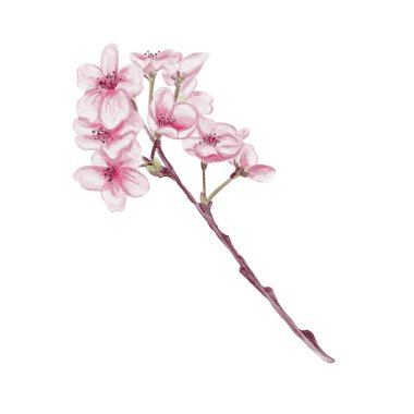 Kiraz çiçekli bir dal. Küçük pembe çiçekler. Bahar çiçeği. Sakura çiçekleri. Geçmişi olmayan suluboya resimler. El çizimi. Kiraz çiçeği festivali. Yüksek kaliteli illüstrasyon
