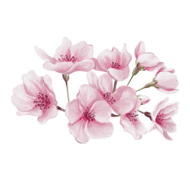 Pembe sakura çiçekleri. Küçük bahar buketi. Kiraz çiçeği festivali. Yapraklar ve tomurcuklar. Bahar çiçekleri. Geçmişi olmayan suluboya resimler. El çizimi. Yüksek kaliteli illüstrasyon
