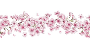 Çiçek açan kiraz çiçeklerinin kusursuz sınırı. Sakura çiçekleri. Küçük pembe yapraklar ve ağaç dalları. Geçmişi olmayan suluboya resimler. El çizimi. Yüksek kaliteli illüstrasyon