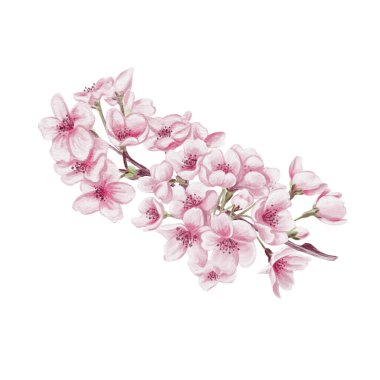 Kiraz çiçekli bir dal. Küçük pembe çiçekler. Bahar çiçeği. Sakura çiçekleri. Geçmişi olmayan suluboya resimler. El çizimi. Kiraz çiçeği festivali. Yüksek kaliteli illüstrasyon