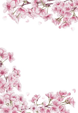 Kiraz çiçeği çerçevesi. Küçük pembe sakura çiçekleri ve taç yaprakları. Kiraz çiçeği festivali şablonu ve afişi. Geçmişi olmayan suluboya resimler. El çizimi. Yüksek kaliteli illüstrasyon
