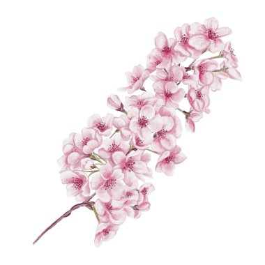 Kiraz çiçekli bir dal. Küçük pembe çiçekler. Bahar çiçeği. Sakura çiçekleri. Geçmişi olmayan suluboya resimler. El çizimi. Kiraz çiçeği festivali. Yüksek kaliteli illüstrasyon