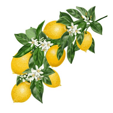  Limonlu ve çiçekli bir dal. Meyveli küçük beyaz narenciye çiçekleri. Limon hasatı Ağaç yaprakları ve dallar. Güney bitkileri. Suluboya çizimi arkaplandan izole edildi. El çizimi. 