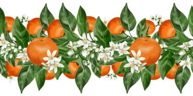  Mandalina ve çiçeklerle kusursuz bir sınır. Turunçgil ve beyaz çiçekli dallar ve dalda meyveler. Arkaplandan izole edilmiş suluboya çizimi. El çizimi. - Evet. Yüksek kaliteli illüstrasyon