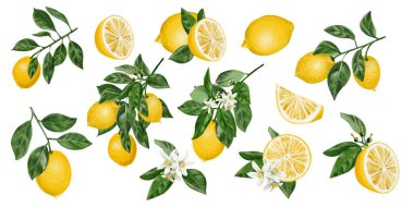 Limon seti. Turunçgil meyveli dallar. Daldaki beyaz çiçekler. Arkaplandan izole edilmiş suluboya çizimi. El çizimi. Yüksek kaliteli illüstrasyon