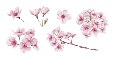 Pembe sakura çiçekleri. Kiraz çiçeği. Dallardaki tomurcuklar ve yapraklar. Bahar havası. Geçmişi olmayan suluboya resimler. El çizimi. Yüksek kaliteli illüstrasyon