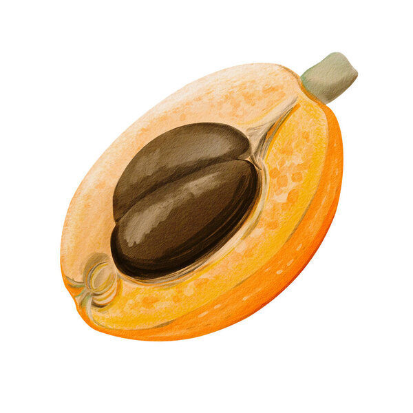 medlar and loquat, an exotic fruit. Orange sweet fruit on a twig. Half and two brown seeds. Watercolor illustration, hand-drawn. High quality illustration