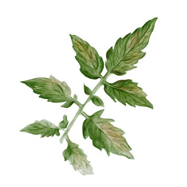 Tomato plant leaf. Large green leaf with veins and small details. Vegetable decor. Ripe harvest. Botanical watercolor illustration isolated from the background. Hand drawn. High quality illustration