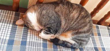 A cat sleeping curled up on itself, on top of the sofa in the dining room. clipart