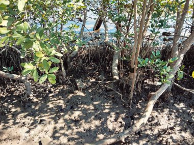 Düşük gelgitte bir mangrov 'un kesiti. Belirgin kökler, yengeç delikleri, nehir kıyısı ve ısınan güneş toprağı mineral ve bitki zenginlikleriyle aydınlatıyor. Yeni yapraklar büyüyüp devam ediyor..