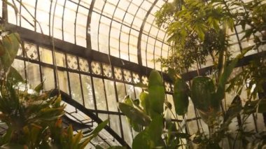 Flora Arjantin Carlos Thays Botanik Bahçesi. Kamera camdan, bitkilerle dolu bir seraya bakıyor. Buenos Aires, Arjantin - 15 Şubat 2024