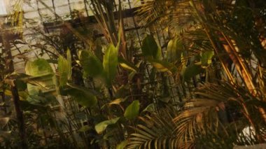 Flora Arjantin Carlos Thays Botanik Bahçesi. Kamera camdan, bitkilerle dolu bir seraya bakıyor. Buenos Aires, Arjantin - 15 Şubat 2024