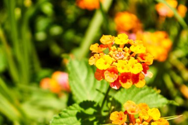 Turuncu ve sarı lantana ya da ağlayan lantana ya da beyaz adaçayı ya da altın kumaş