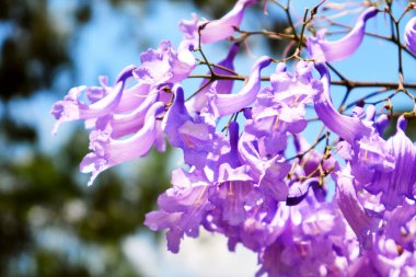 Doğada çiçek açan leylak rengi Jacaranda çiçekleri.