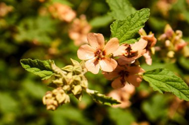  Sphaeralcea bonariensis mallow bitkisinin soluk sarı çiçekleri