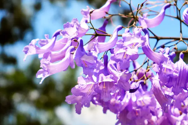 Doğada çiçek açan leylak rengi Jacaranda çiçekleri.