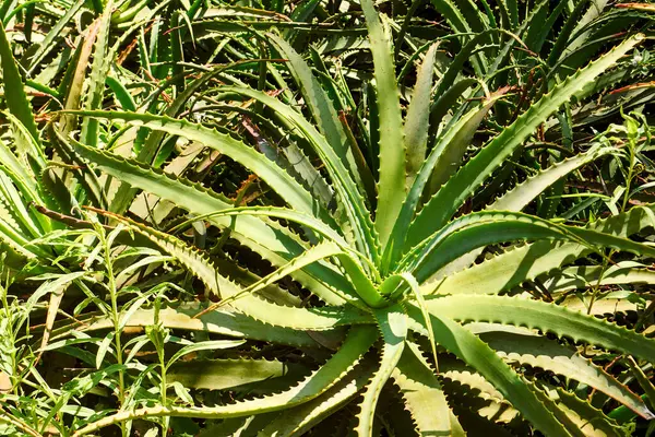 Aloe bahçede. Doğada Aloe.
