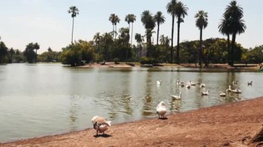 Buenos Aires, Arjantin - 27 Kasım 2024: Buenos Aires 'teki Rosedal Park' ta güzel güneşli bir sabah, ağaçların, gölün ve manzaranın tadını çıkaran taze bir esinti.